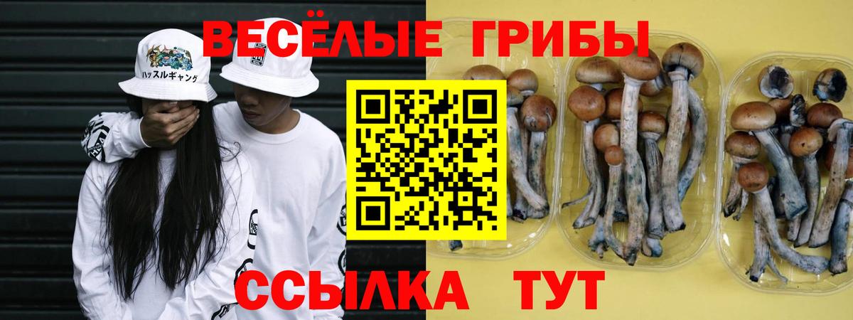 Псилоцибиновые грибы Cubensis  купить закладку  Усть-Джегута  Вход с VPN 